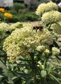SWAMP MILKWEED ICE BALLET #1