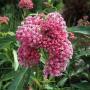 SWAMP MILKWEED CINDERELLA #1