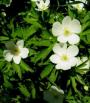 ANEMONE CANADENSIS #1