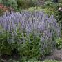 AGASTACHE BLUE FORTUNE #1