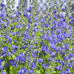 FALSE INDIGO AUSTRALIS #1