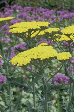 YARROW MOONSHINE #1