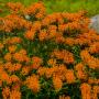 BUTTERFLY WEED #1