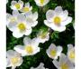 ANEMONE SYLVESTRIS #1