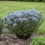 AMSONIA STORM CLOUD #1