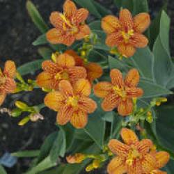BLACKBERRY LILY FRECKLE FACE #2