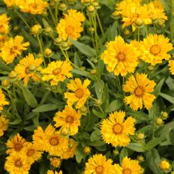 TICKSEED JETHRO TULL #1