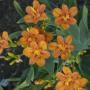 BLACKBERRY LILY FRECKLE FACE #2