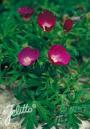 CALLIRHOE INVOLUCRATA #1