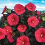 HARDY HIBISCUS MARS MADNESS #2
