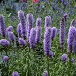 LIATRIS KOBOLD #1