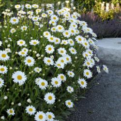 SHASTA DAISY BECKY #1