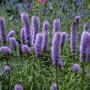 LIATRIS KOBOLD #1