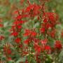 LOBELIA CARDINALIS #1