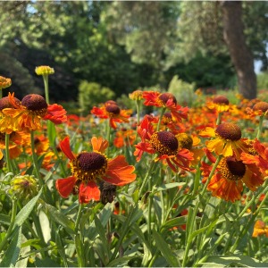 3033 PERENNIALS