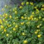 CORYDALIS LUTEA #1