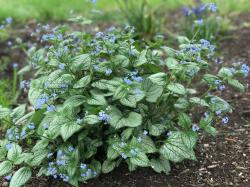 BRUNNERA SEA HEART #1