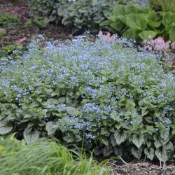 BRUNNERA JACK FROST #1