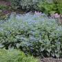 BRUNNERA JACK FROST #1