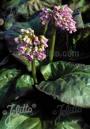 BERGENIA CORDIFOLIA #1