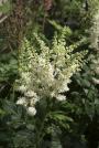 ASTILBE VISION IN WHITE #1