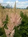 ASTILBE VISION INFERNO #1