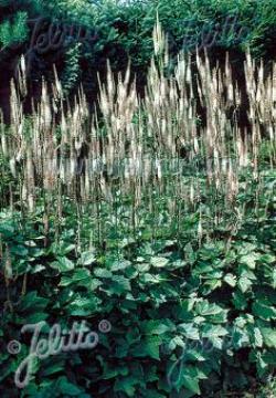 SNAKEROOT CORDIFOLIA  #1