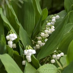 LILY-OF-THE-VALLEY #1