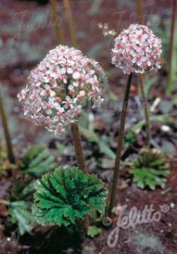 DARMERA PELTATA #3