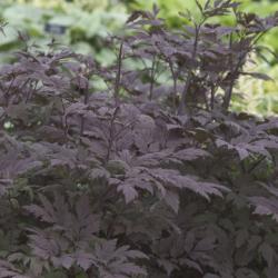 SNAKEROOT HILLSIDE BLACK BTY #1