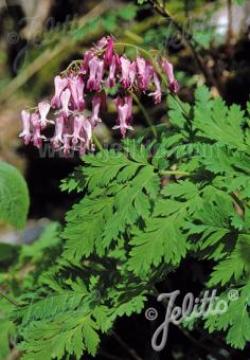 FRINGED BLEEDING HEART #1