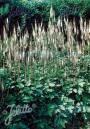 SNAKEROOT CORDIFOLIA  #1