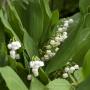 LILY-OF-THE-VALLEY #1