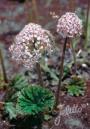 DARMERA PELTATA #3