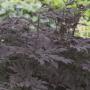 SNAKEROOT HILLSIDE BLACK BTY #1