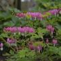 BLEEDING HEART SPECTABILIS #1