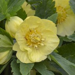 HELLEBORE CALIFORNIA DREAMING #1