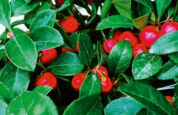 WINTERGREEN 3.5"