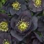 HELLEBORE DARK & HANDSOME #1