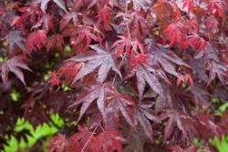 BLOODGOOD JAPANESE MAPLE #7