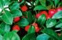 WINTERGREEN 3.5"