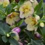 HELLEBORE TROPICAL SUNSET #1