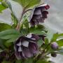 HELLEBORE DASHING GROOMSMAN #1