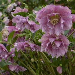 HELLEBORE WEDDING CRASHER #1