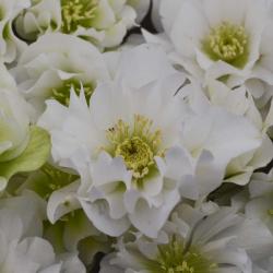 HELLEBORE WEDDING BELLS #1