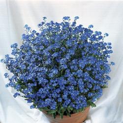 FORGET-ME-NOT ULTRAMARINE #1