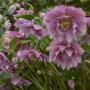 HELLEBORE WEDDING CRASHER #1