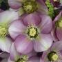 HELLEBORE PARIS IN PINK #1