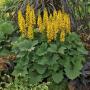 LIGULARIA BOTTLE ROCKET #2