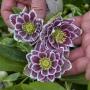HELLEBORE SHOTGUN WEDDING #1